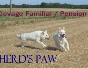 OF SHEPERD&rsquo;S PAW