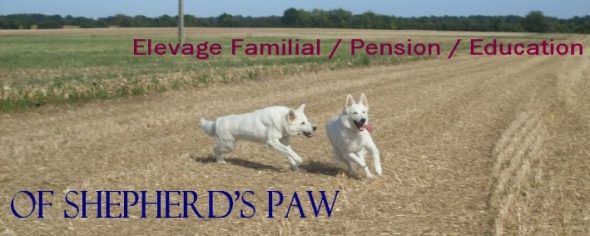 OF SHEPERD&rsquo;S PAW - Image 5