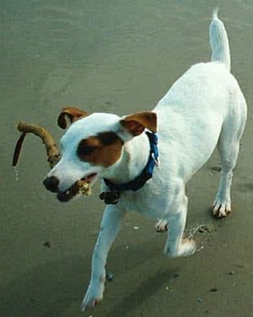 SIMONET VINCENT - Image 1
