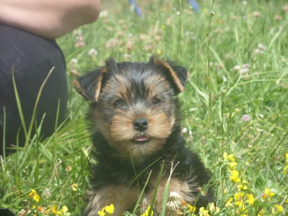 GAEC SELECTION CANINE - Image 2