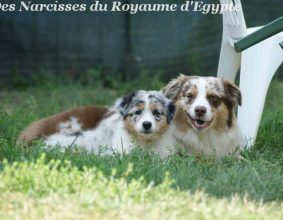 DES NARCISSES DU ROYAUME D&rsquo;EGYPTE