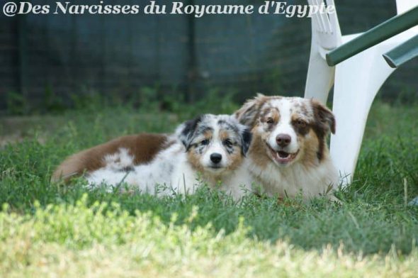 DES NARCISSES DU ROYAUME D&rsquo;EGYPTE - Image 1