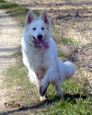OF SHEPERD&rsquo;S PAW - Image 1