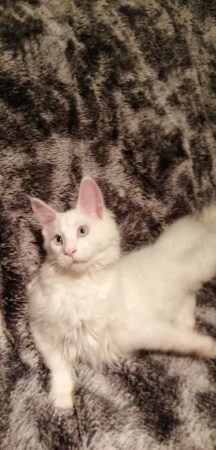 DES AMOURS D AURELIA - Image 11