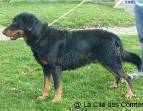 LA CITE DES COMTES