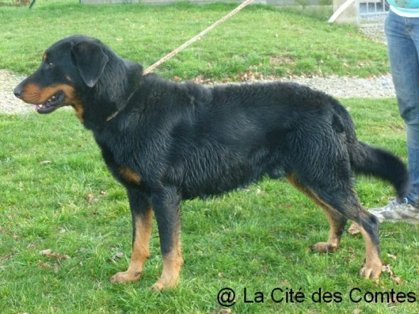 LA CITE DES COMTES - Image 5