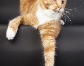 NEKOMATA