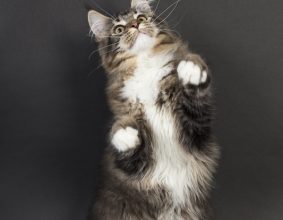 NEKOMATA