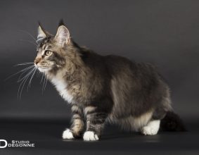 NEKOMATA