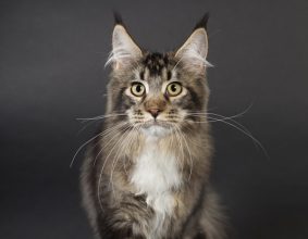 NEKOMATA