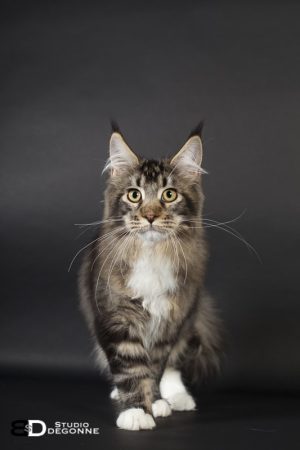 NEKOMATA - Image 2