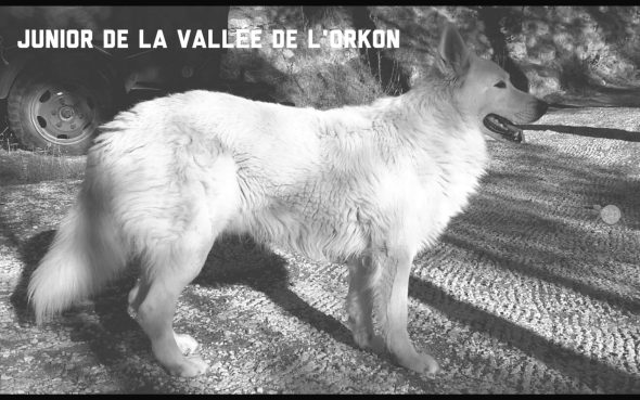DU PLAN DU DRUIDE - Image 4