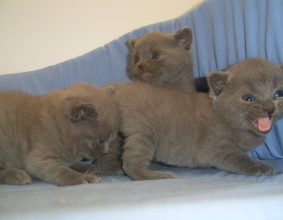 CHATTERIE DU MAS DE TOULOUSE