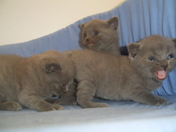 CHATTERIE DU MAS DE TOULOUSE - Image 4