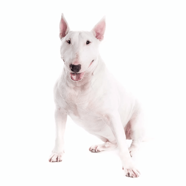Bull Terrier Miniature