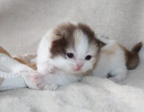 CHATTERIE DES PTIS KACHOTIERS