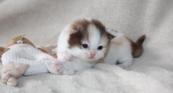 CHATTERIE DES PTIS KACHOTIERS - Image 2