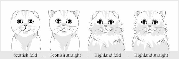 BY STUDIO CAT - Image 2