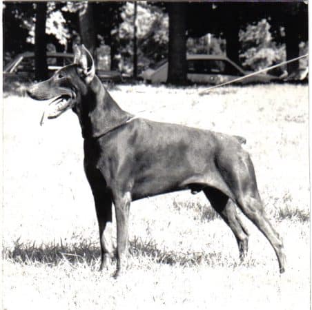 GALLIC TEMPLUM - Image 5