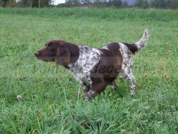 VOM HUNDEGELAUT - Image 10